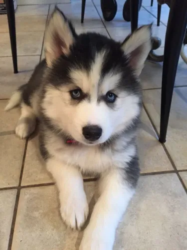 Filhotes de Husky Siberiano | Amor que corre na sua direção.