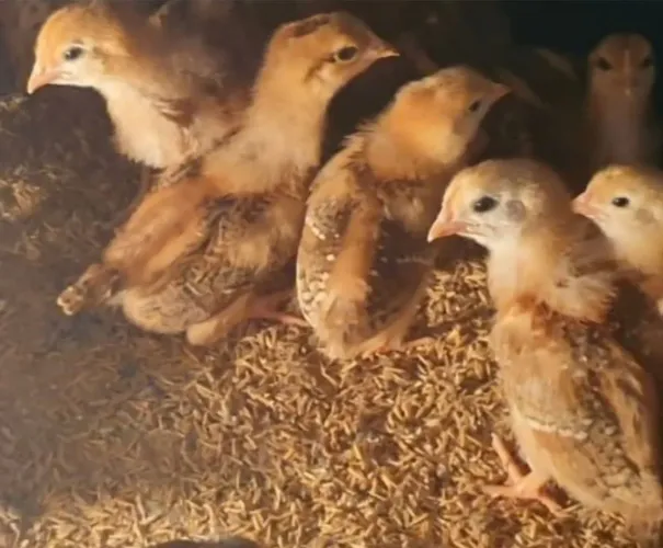 PROMOÇÃO PINTINHOS EMBRAPA 051