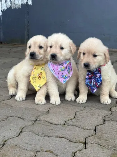 golden retriever porte grande