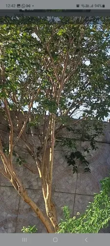 Jabuticabeira