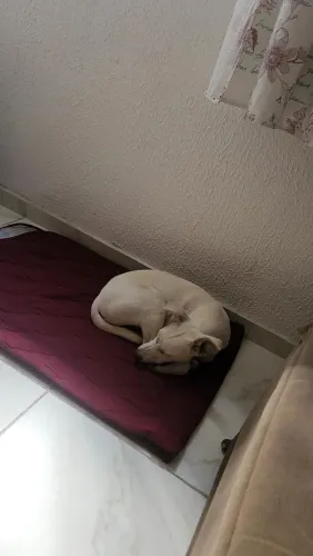 Doação de cachorrinha dócil 