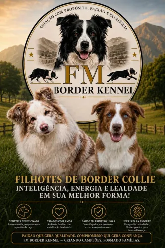 Lindos filhotes de border collie