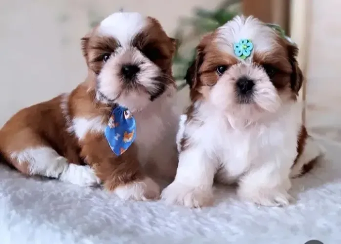 Shih Tzus minis legitimos pelagem fios de seda pedigreeop