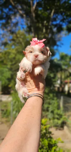 Shih-tzus - Princesinhas