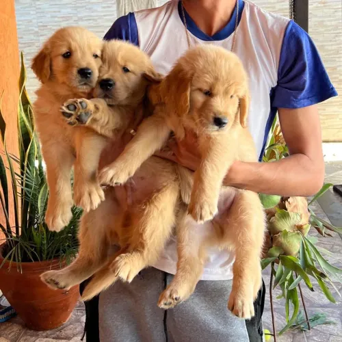 Raça pura de Golden retriever fêmeas e machos 