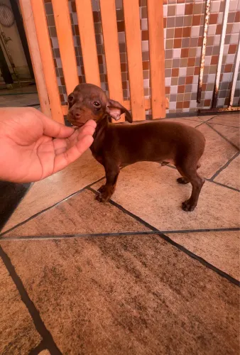 Vende-se Pinscher com 75 dias de vida