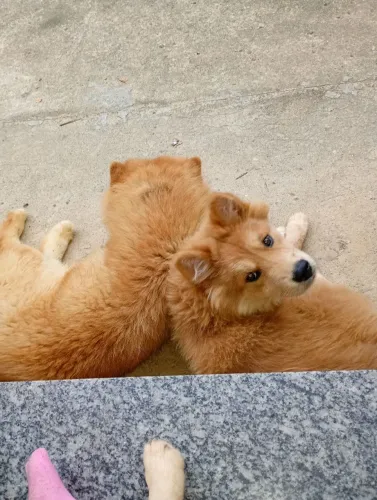 Zoraya: Zoraya - Filha de Chow Chow com Labrador
