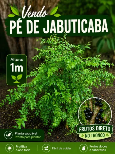 Pé de Jabuticaba com 1m 