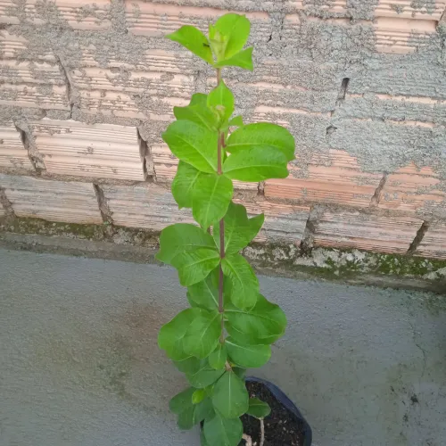Planta Alamanda roxa