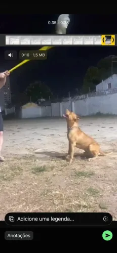 Pitbull disponível para cruza