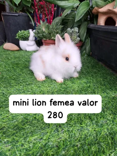 mini lion bebes disponíveis 