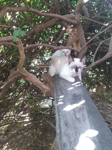 Doação de gatinhos