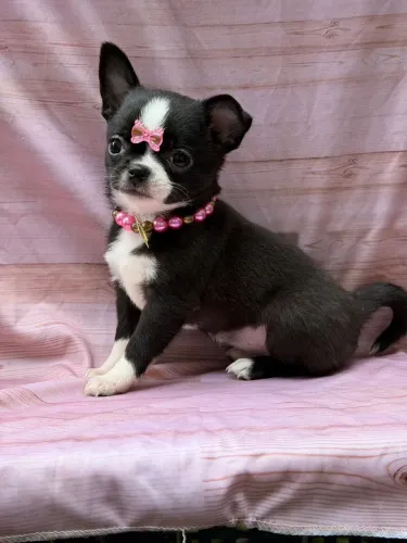 chihuahua fêmea preta branca e castanha pêlo curto