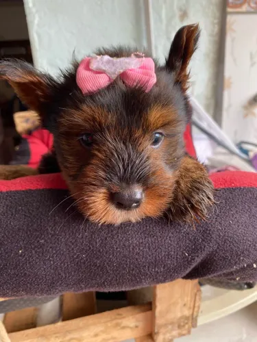 Vendo filhotinhos de yorkshire, Niterói tenho um casal ) Agora só tem um mach