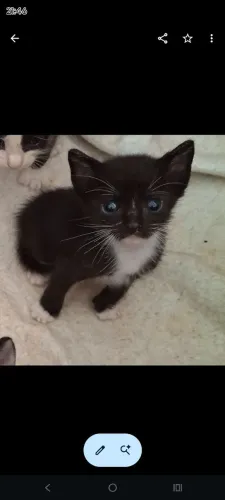 Gatinho para adoção 