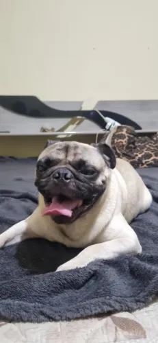 Pug novo raça pura