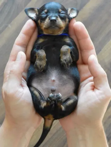 Filhote de Pinscher
