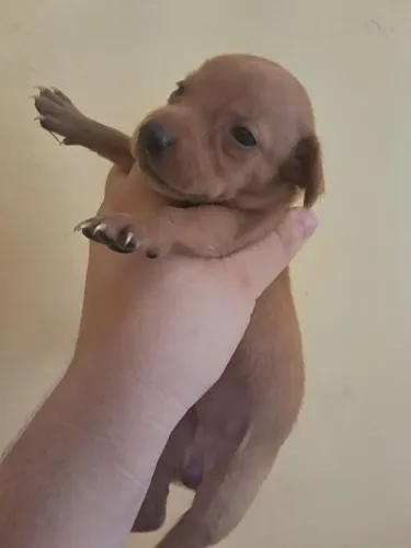 Pinscher