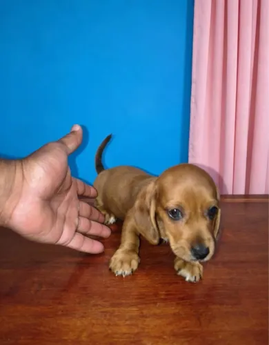 Filhotes lindos à venda