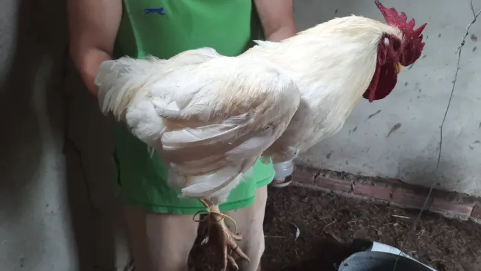 Galo Ótima genética para reprodução