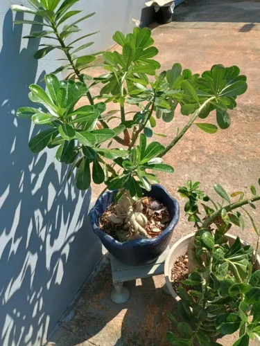 Rosa do deserto