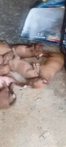 Vendo filhote de cachorro pitbull