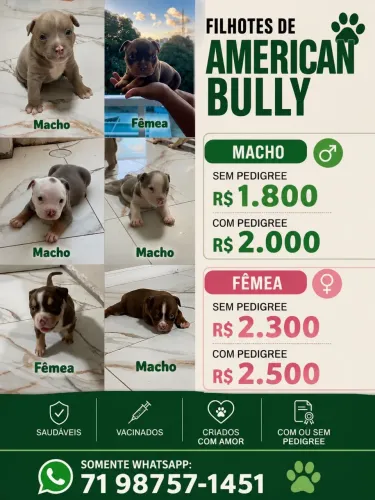 Filhote de american bully