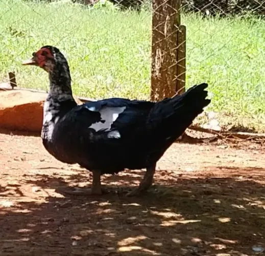vendo 2 patos grandes