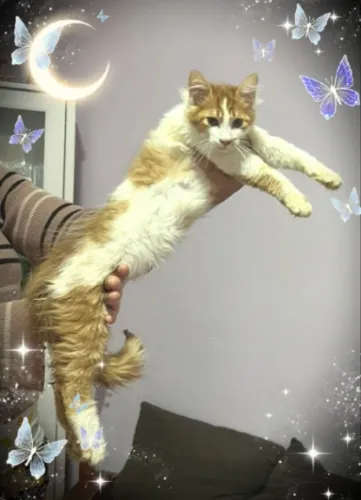 Lindos filhotes de Maine coon 