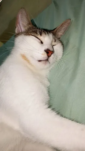 Gato