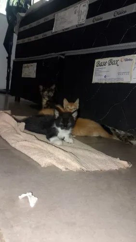 Doação lindo gatinhos