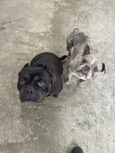 casal american bolin