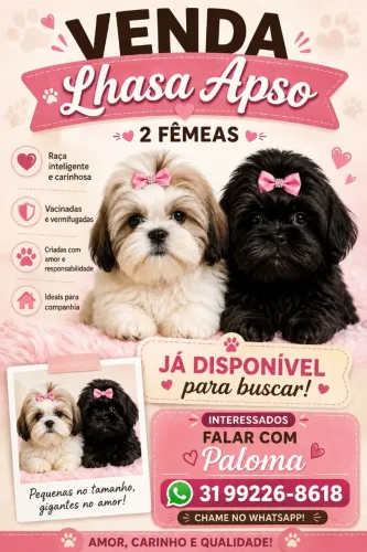Fêmea Lhasa Apso