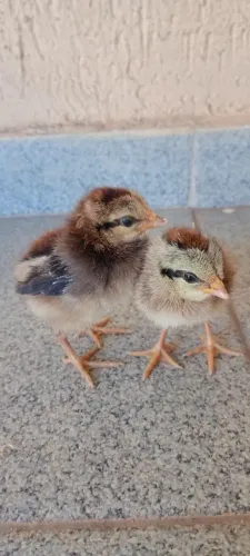 PINTINHOS MINI CORNISH