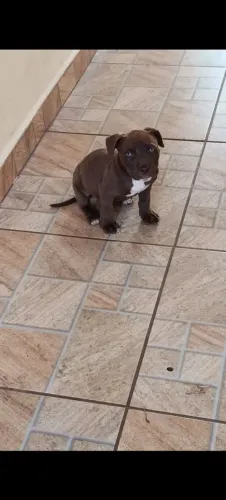 Pitbull