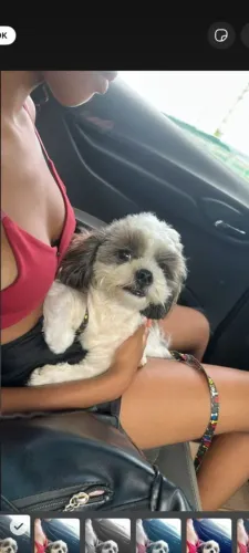 Cachorro Shitzu 