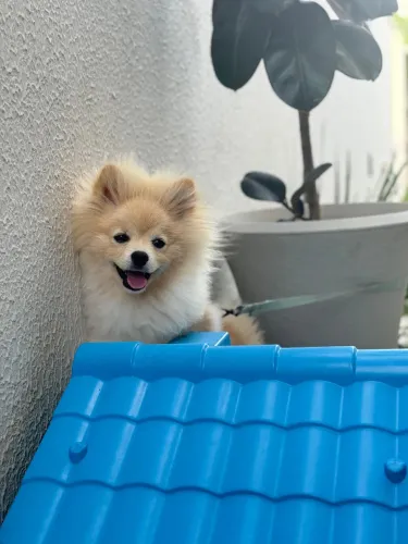 Disponível Lindo Lulu da Pomerânia