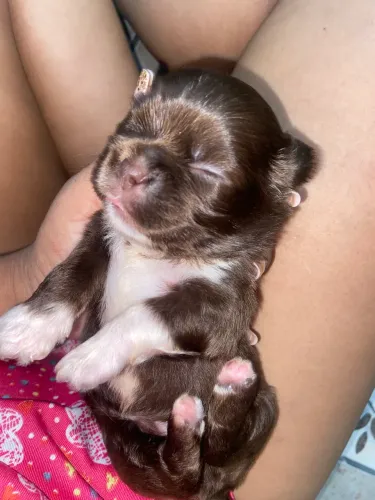 Cachorro shiatzu
