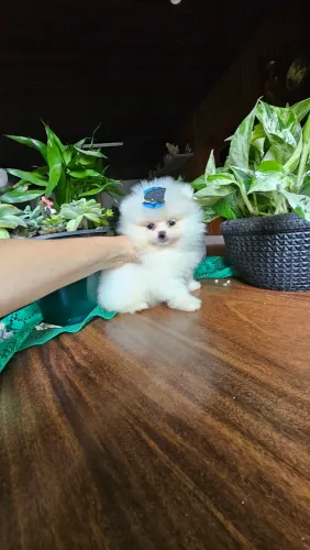 Lulu da Pomerânia machos alto padrão genético.