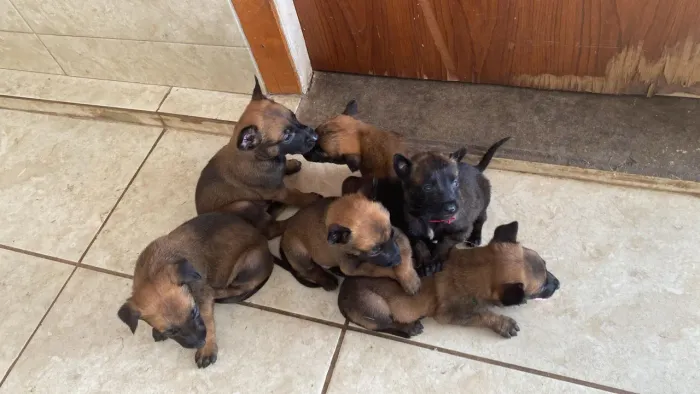 Pastor malinois puro 
