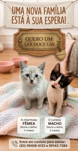 Gatinhos