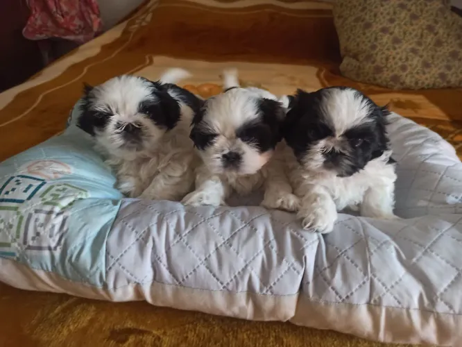 Filhotes de Shih Tzu - Puros