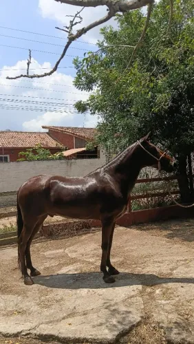 Cavalo Mangarlaga