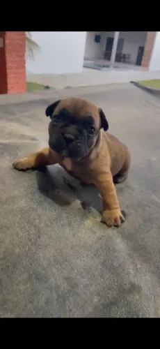 Filhotes de Buldogue Francês 