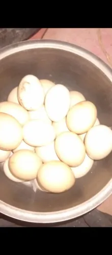 Ovos Caipira Galados