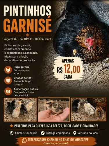 Pintinhos de Garnisé - Raça Pura - R$ 12 Cada