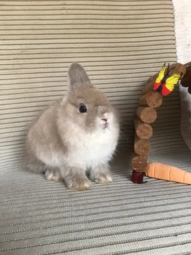 Coelho anão netherland dwarf linhagem importada - o menor do mundo 