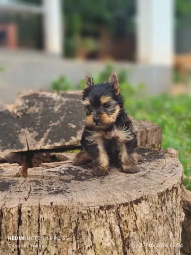 Lindos Filhotes de Yorkshire com Pedigree 