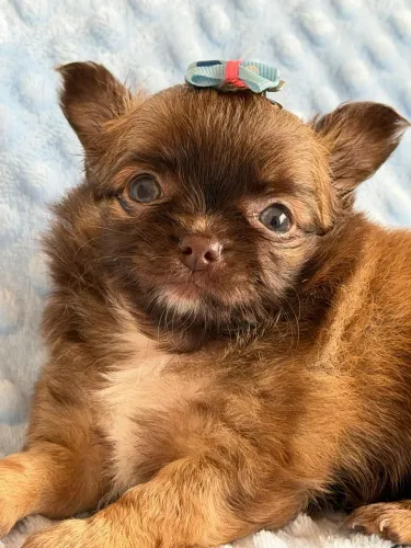 Chihuahua fêmea Pêlo longo Choco Sablê