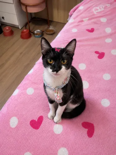 Gatinhas filhotes para adoção responsável